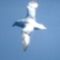 Fulmar-w10Fb96MtyBw