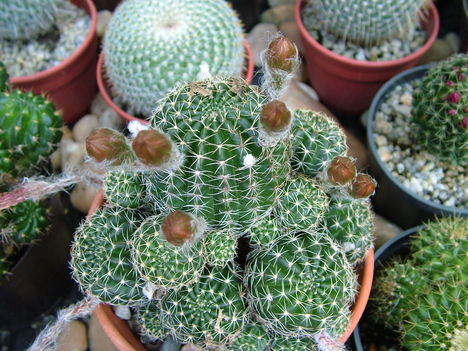 Márta kaktuszai 15