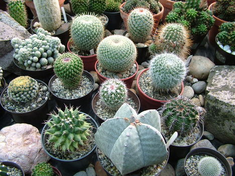 Márta kaktuszai 25