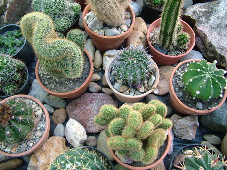 Márta kaktuszai 26