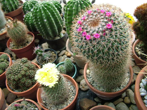 Márta kaktuszai 28