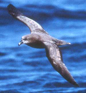 Petrel_great-wing-jso-mb