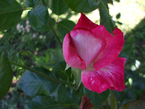 A különleges színű rózsám