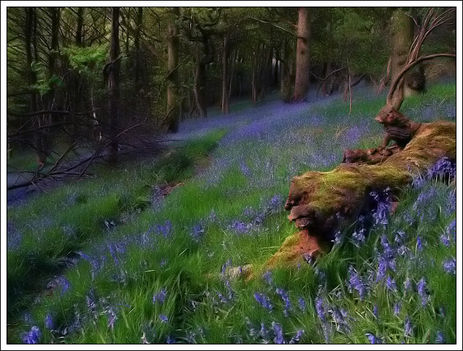 bluebells