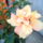 hibiszkusz3