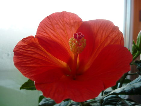 kedvenc színű hibiszkuszom- korál