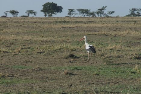 Kenya,2006. 253