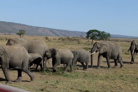 Kenya,2006. 255