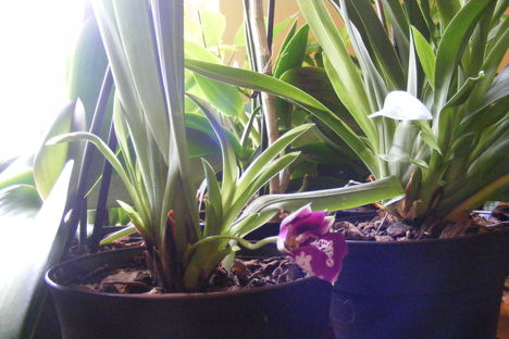 Miltonia Orchidea töviröl hozott virággal /távolról/
