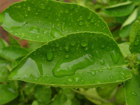 rain_drops_on_leaf
