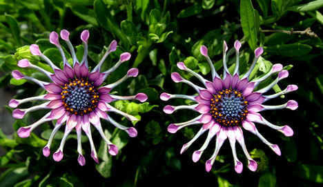 twin_flowers