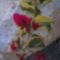 Bougainvillea ritkaság!!!!!!!Tarka levelű(Rouge variegata)