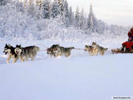 Husky-kutyaszán-Finnország