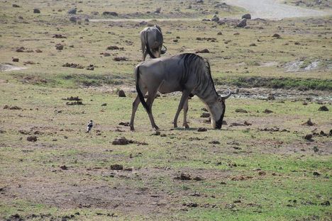 Kenya,2006. 083