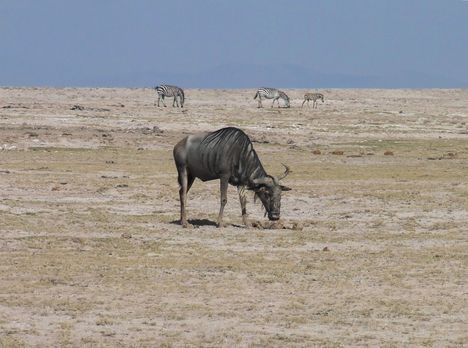 Kenya,2006. 100