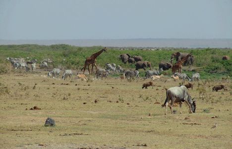Kenya,2006. 117