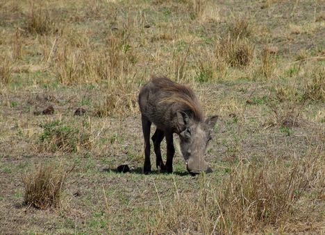 Kenya,2006. 143