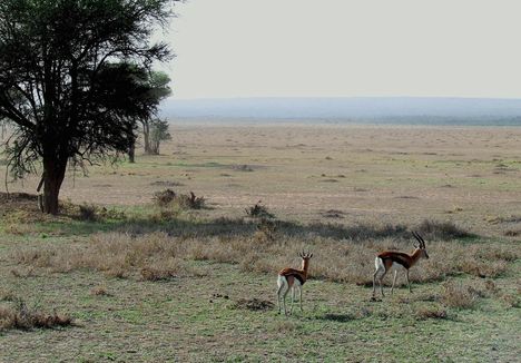 Kenya,2006. 154