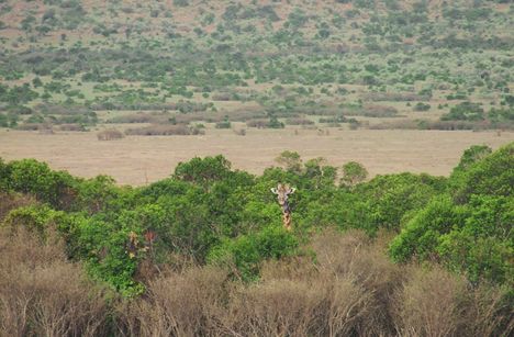 Kenya,2006. 173