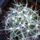 Mammillaria_decipiens_subspalbescens_384173_55299_t