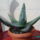 Agave_385299_25941_t