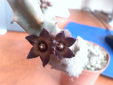 Caralluma joanis