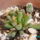 Frithia_pulchra-001_385325_97260_t