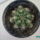 Gymnocalycium_damsii_385474_64660_t