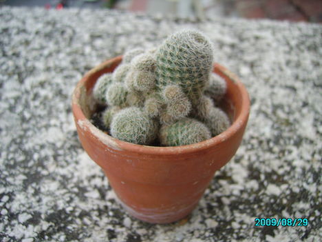 Mammilaria...(?)