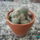 Mammilaria-001_385466_26394_t