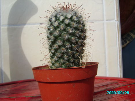 Mammilaria bombycina