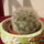 Mammillaria_plumosa_385473_92093_t