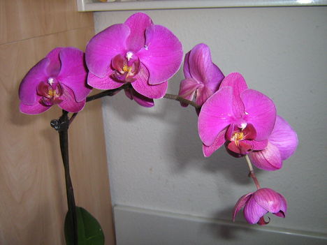 orhideám, a szépség