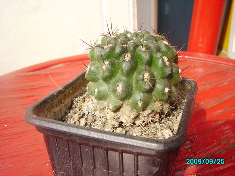 Sulcorebutia zavaletea