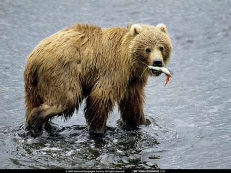 vadász grizzly