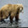 Vadasz_grizzly_385566_50743_t