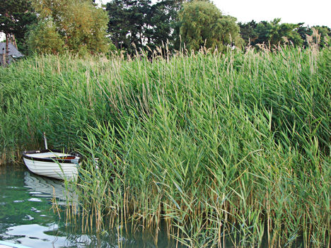 Balaton, ezer arca.--Hajni 2