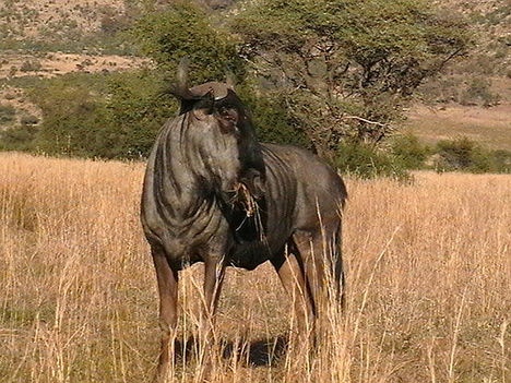 blue_wildebeest_pilanesberg