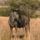 Blue_wildebeest_pilanesberg_386496_57330_t