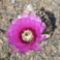 Echinocereus reichenbachii virág