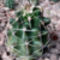 Echinocereus triglochidiacus