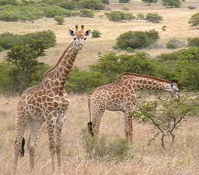 girafe_amakhala
