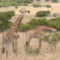 girafe_amakhala