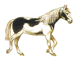 horse125