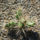 Opuntia_fragilis_var-004_386062_38475_t