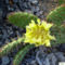 Opuntia phaeacantha camanchica