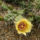 Opuntia_phaeacantha_cv_albispinum_386068_97892_t