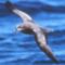 Petrel_great-wing-jso-mb