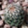 télálló kaktuszok (Klári és Tibi)
