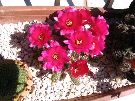 Aniko kaktusz viragzik2